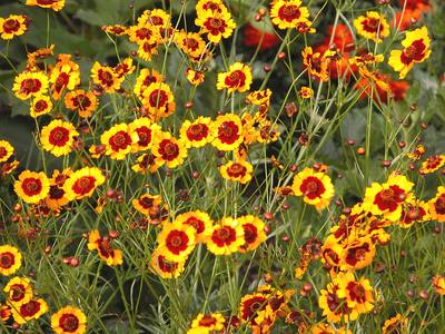 plains Coreopsis